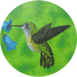 Kolibřík II.