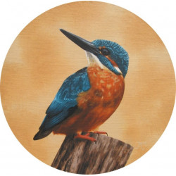 Kingfisher I.